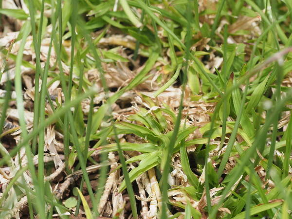 Chrysopogon aciculatus Plant