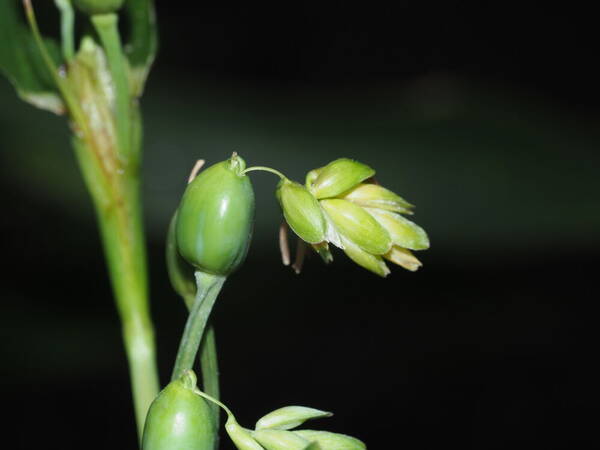 Coix lacryma-jobi Spikelets