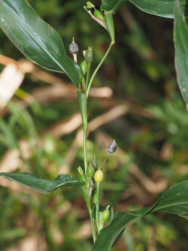 Coix lacryma-jobi Inflorescence