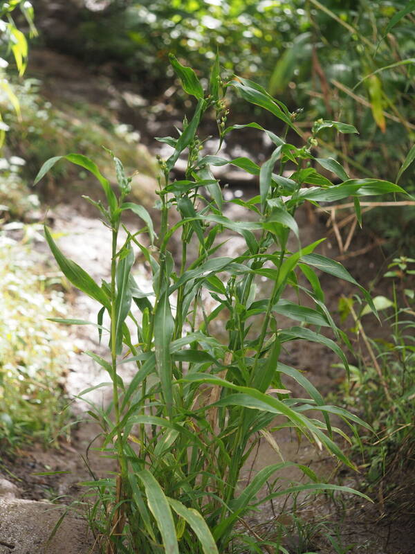 Coix lacryma-jobi Plant