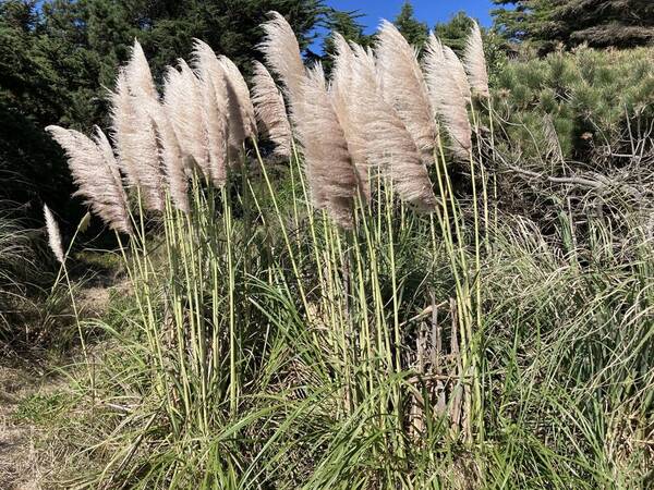 Cortaderia jubata Plant