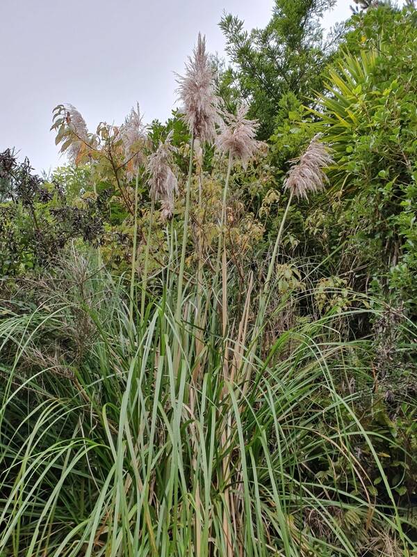 Cortaderia jubata Plant