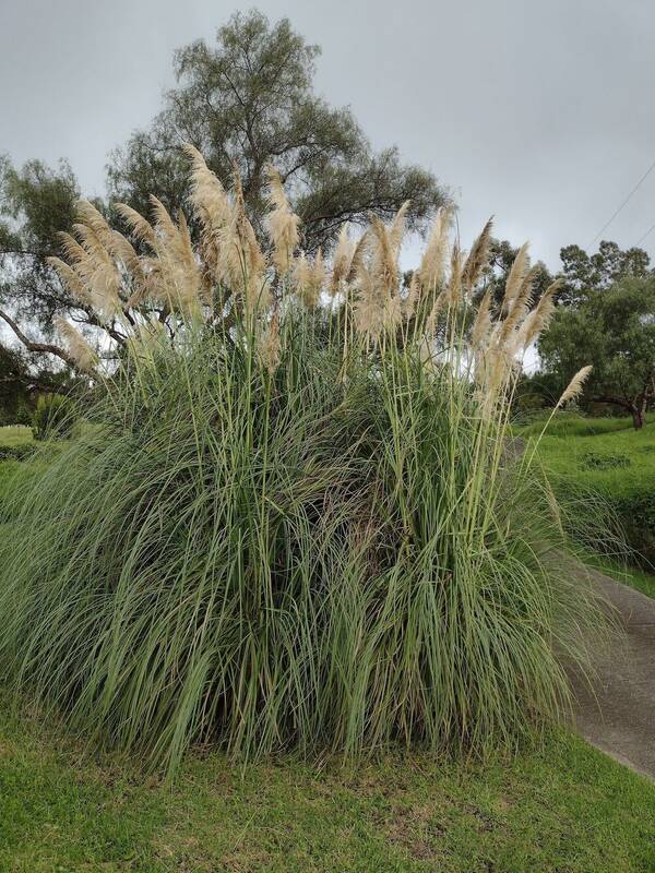 Cortaderia selloana Plant