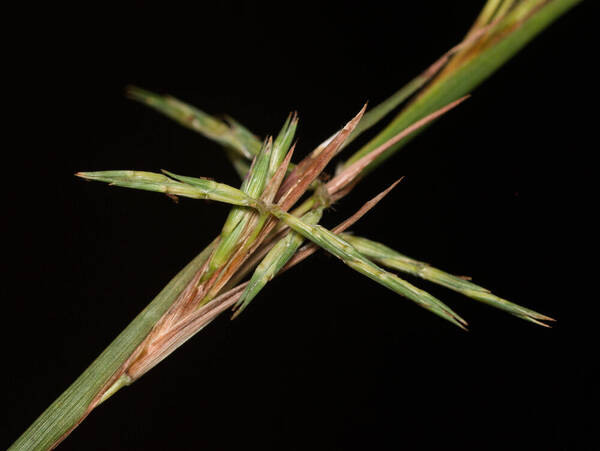 Cymbopogon refractus Spikelets