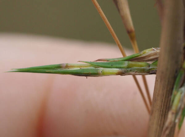 Cymbopogon refractus Spikelets