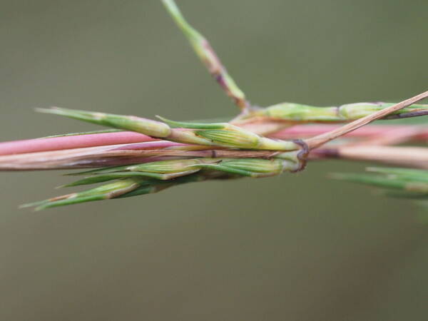 Cymbopogon refractus Spikelets