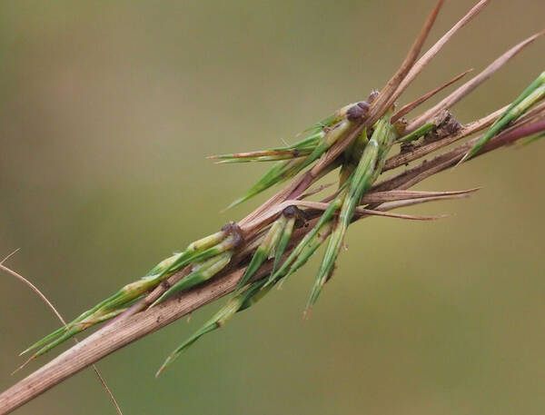 Cymbopogon refractus Spikelets