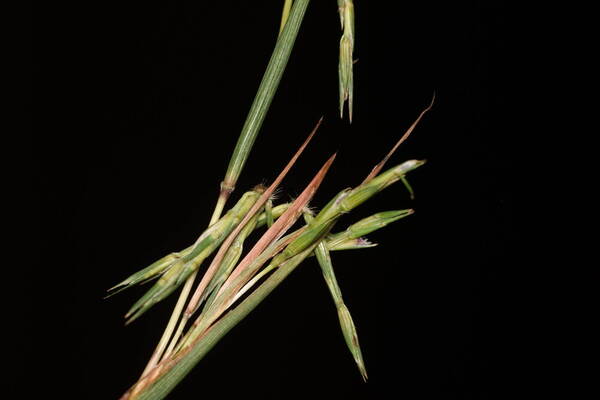 Cymbopogon refractus Spikelets