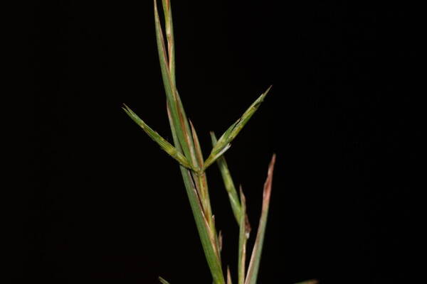 Cymbopogon refractus Spikelets