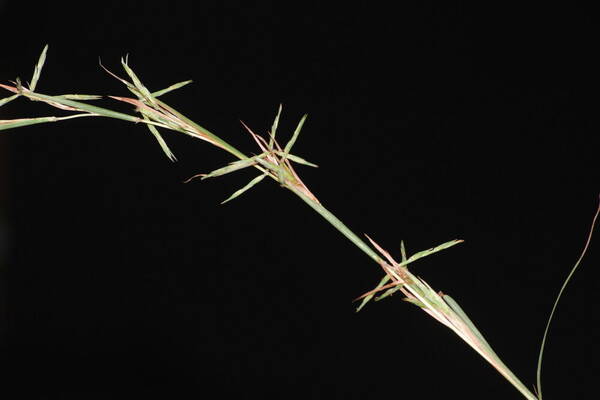 Cymbopogon refractus Spikelets