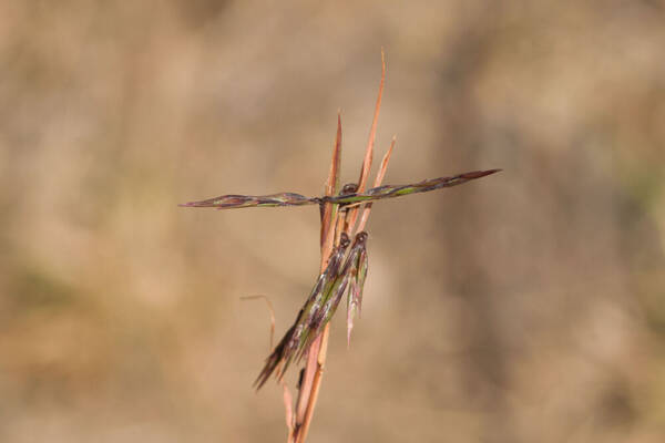 Cymbopogon refractus Spikelets