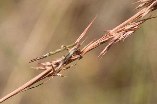 Cymbopogon refractus Spikelets