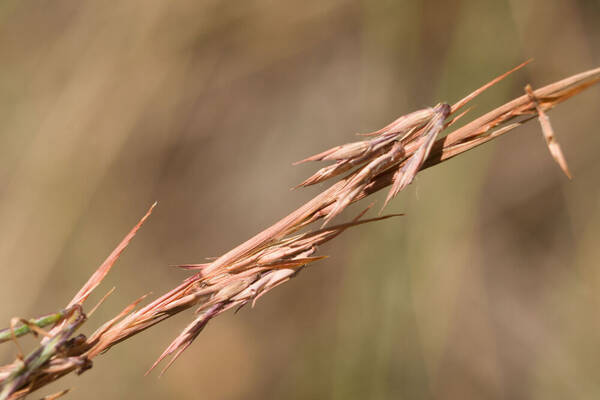 Cymbopogon refractus Spikelets