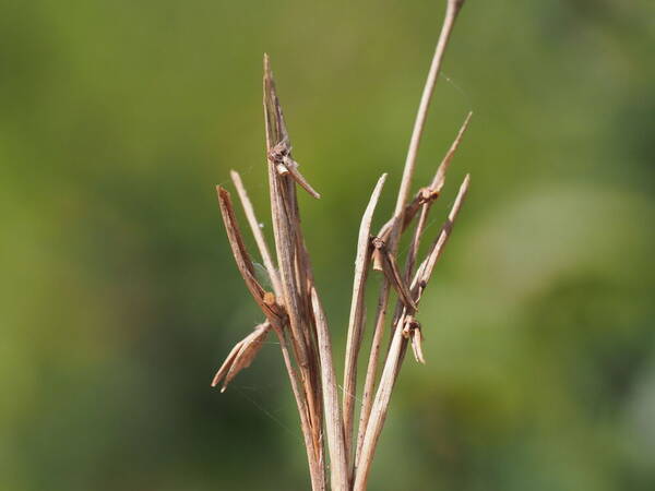 Cymbopogon refractus Spikelets