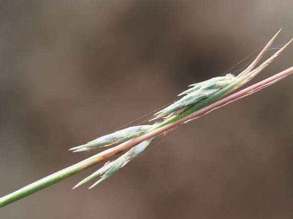 Cymbopogon refractus Spikelets