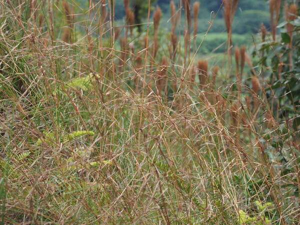 Cymbopogon refractus Habit