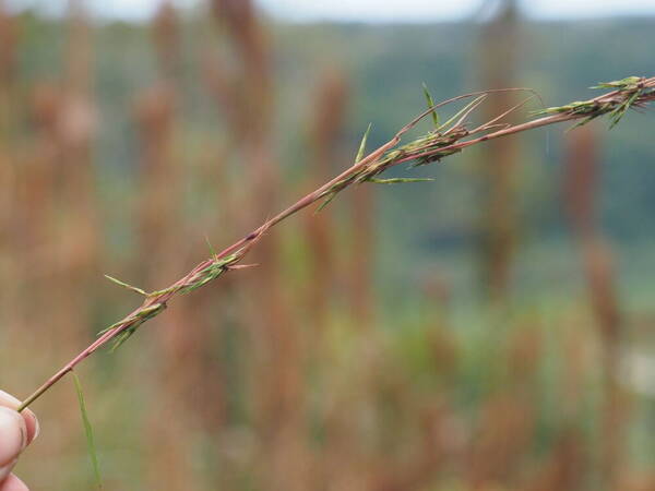 Cymbopogon refractus Inflorescence