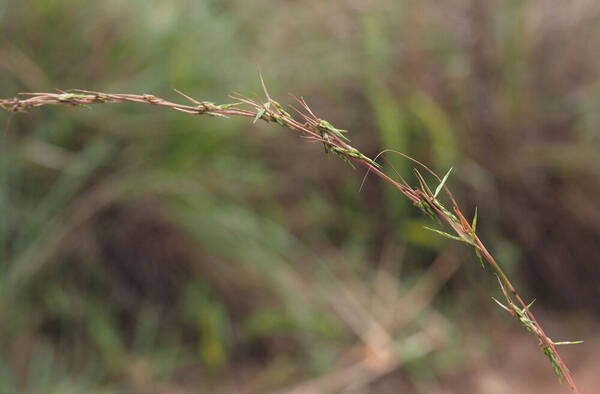 Cymbopogon refractus Inflorescence