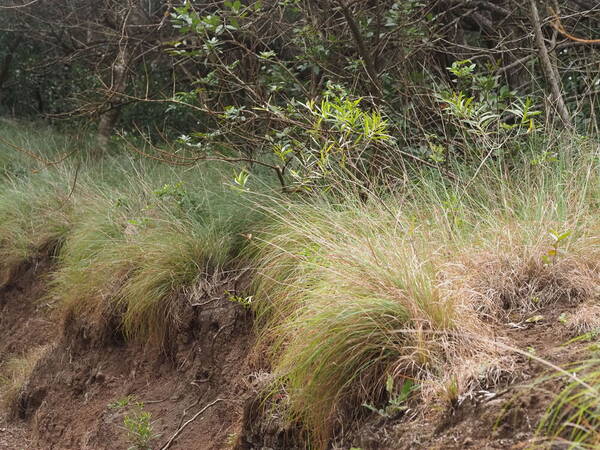 Cymbopogon refractus Landscape