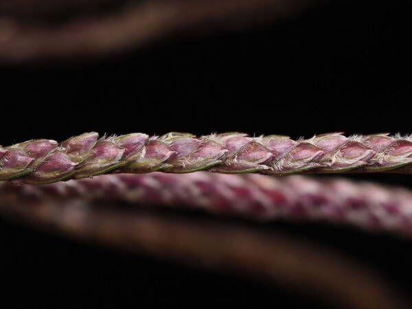 Cynodon aethiopicus x nlemfuensis Spikelets