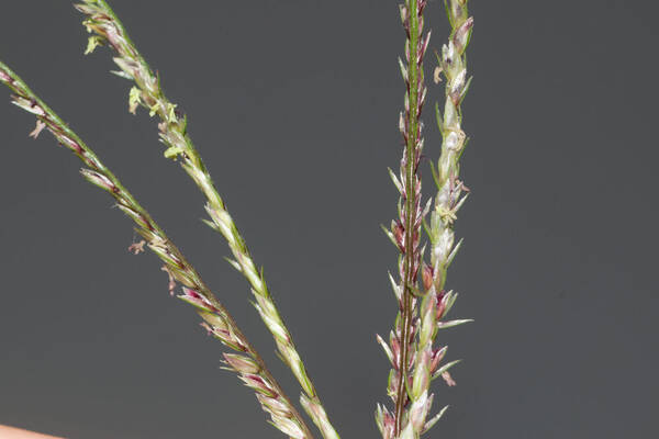 Cynodon aethiopicus x nlemfuensis Spikelets