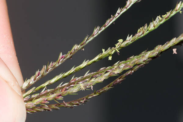 Cynodon aethiopicus x nlemfuensis Spikelets