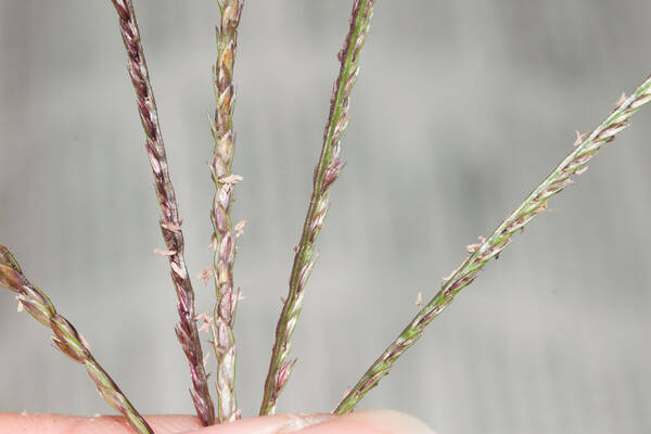 Cynodon aethiopicus x nlemfuensis Spikelets