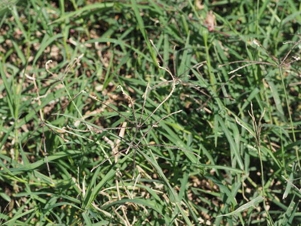 Cynodon aethiopicus x nlemfuensis Habit