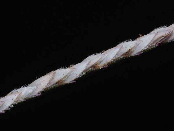 Cynodon dactylon Spikelets