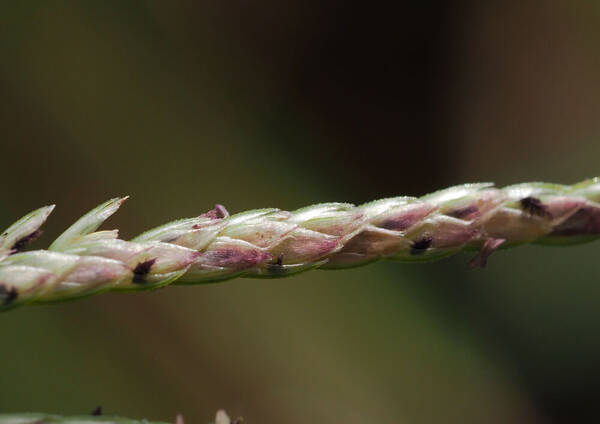 Cynodon dactylon Spikelets