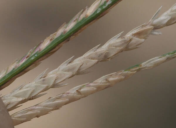 Cynodon dactylon Spikelets