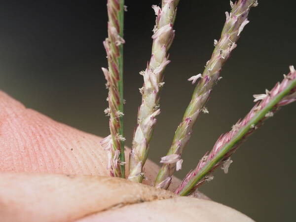 Cynodon dactylon Spikelets