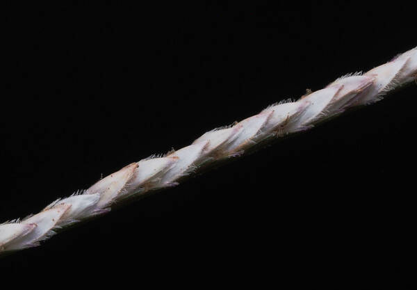 Cynodon dactylon Spikelets