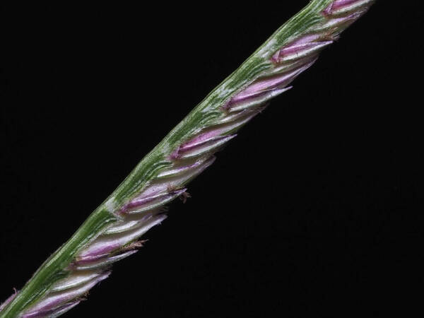 Cynodon dactylon Spikelets