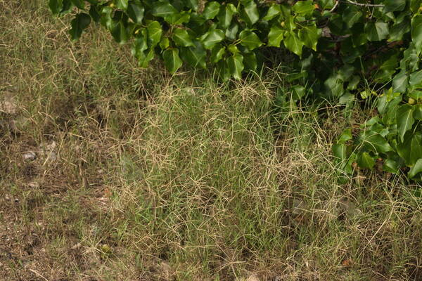 Cynodon dactylon Habit