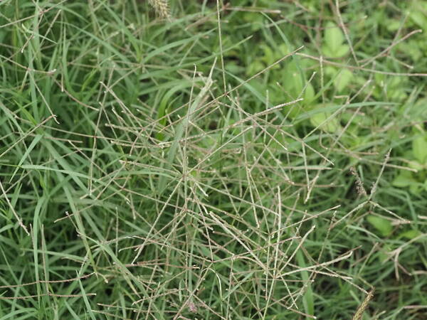 Cynodon dactylon Habit