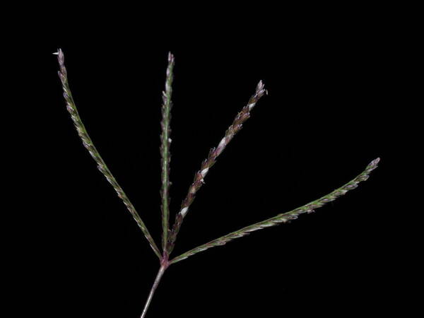 Cynodon dactylon Inflorescence