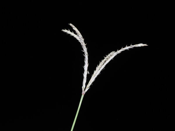 Cynodon dactylon Inflorescence