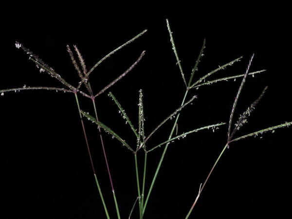 Cynodon dactylon Inflorescence