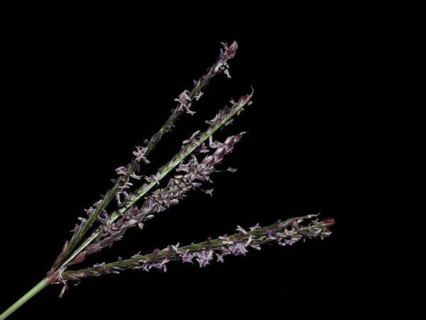 Cynodon dactylon Inflorescence