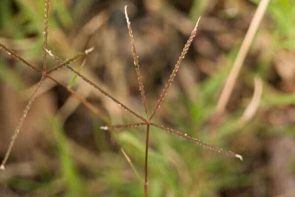 Cynodon dactylon Inflorescence