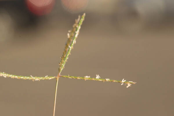 Cynodon dactylon Inflorescence