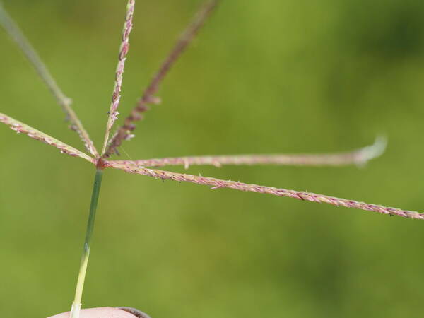 Cynodon dactylon Inflorescence