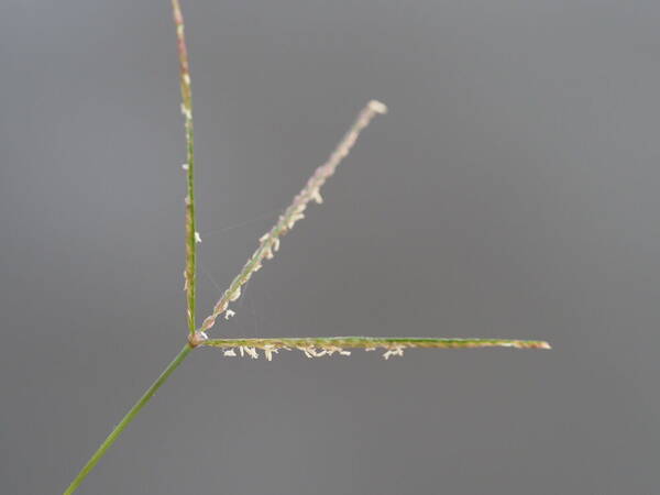 Cynodon dactylon Inflorescence