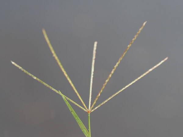 Cynodon dactylon Inflorescence