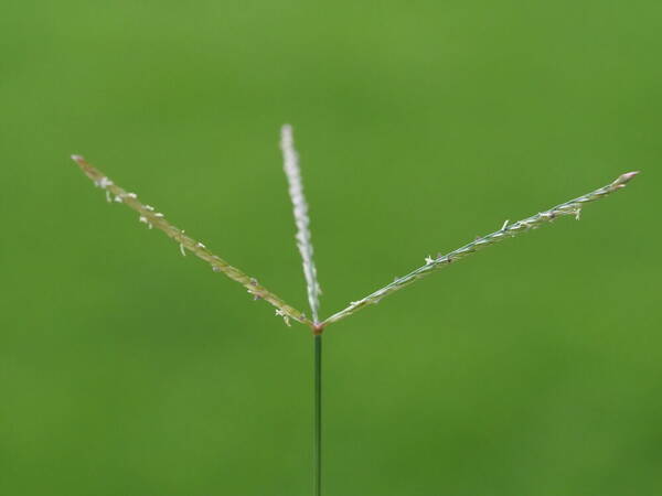 Cynodon dactylon Inflorescence