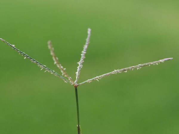 Cynodon dactylon Inflorescence