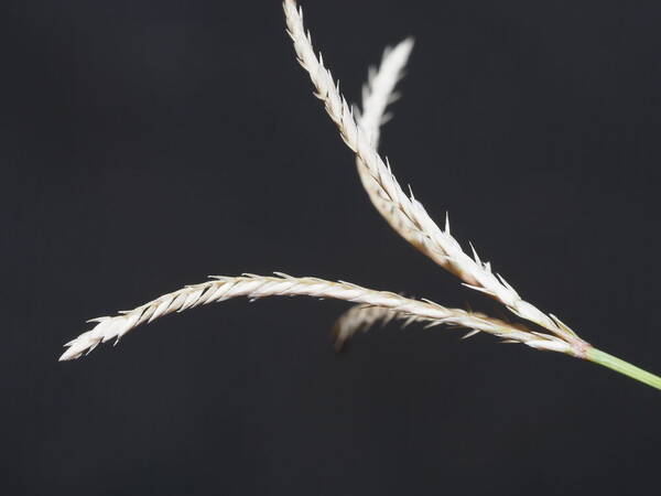 Cynodon dactylon Inflorescence