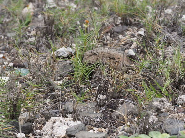 Cynodon dactylon Plant