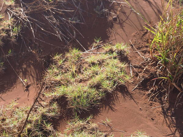 Cynodon dactylon Plant